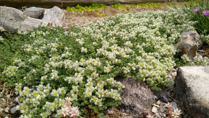 Paronychia kapela ssp.serpyllifolia